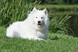 SAMOYEDE 024